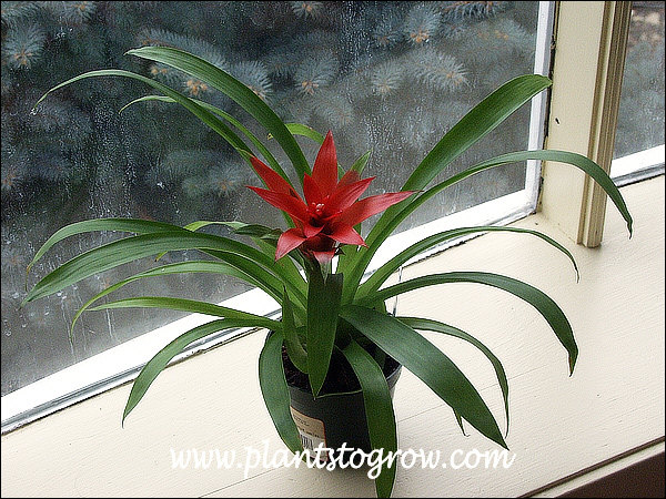 A small 4.5 inch potted plant growing on my windowsill.